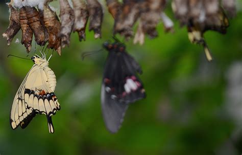 2560x1440 Wallpaper Pale Swallowtail Butterfly And Cocoons Peakpx