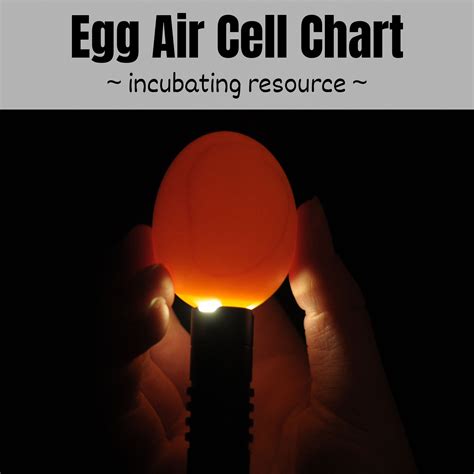 Egg Air Cell Chart For Incubating The Pioneer Chicks