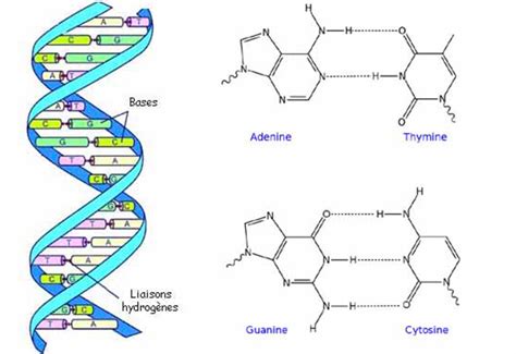 Structure Et Principe De Base De L Adn Police Scientifique