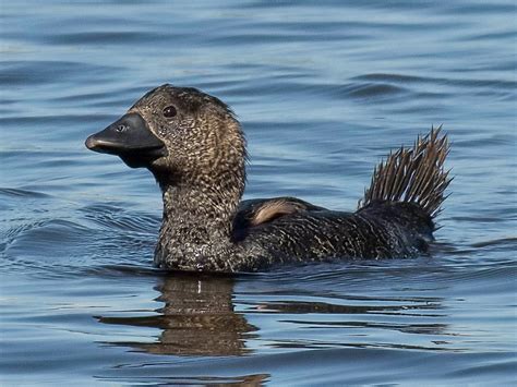 Musk Duck Ebird