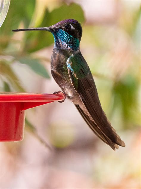 Eight Species Of Spectacular Hummingbirds —southeast Arizona June 2019