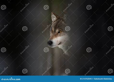 Wolf Muzzle European Wolf With Glowing Eyes Among Tree Trunks Dark