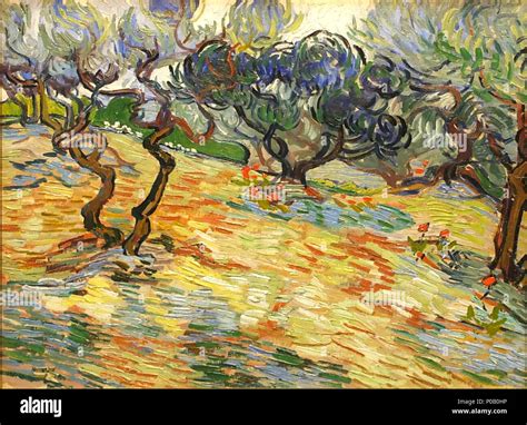 Olive Trees Edinburgh Ngs Van Gogh Olive Trees Stock Photo