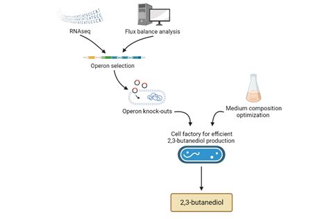 Inżynieria Metaboliczna Bacillus Subtilis Instytut Mikrobiologii Wydziału Biologii Uw