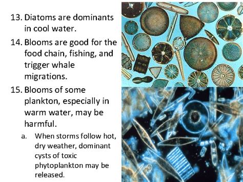 Phytoplankton Pelagic Environment Is The Largest Marine