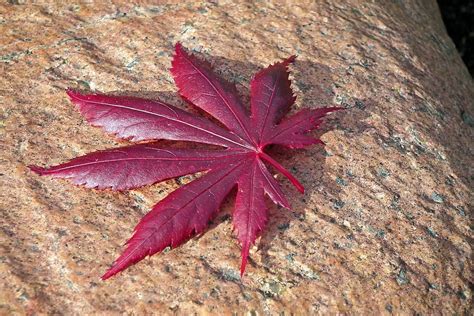 Hoja Arce Japon S Piedra Rbol Naturaleza Rojo Jard N Primavera