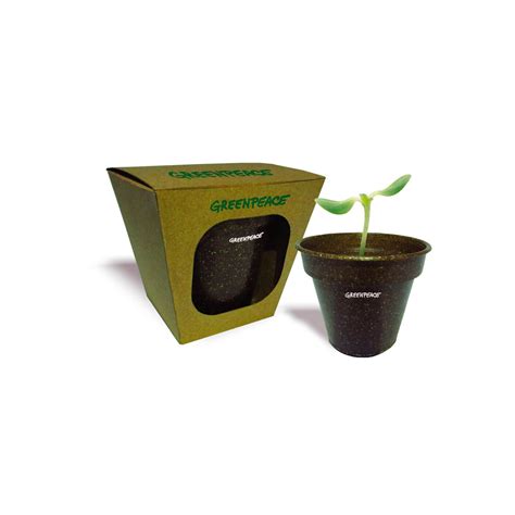 Kit Vaso Fibra De Coco Specologia