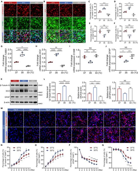 Mild Hypothermia Promotes Neuronal Differentiation Of Human Neural Stem