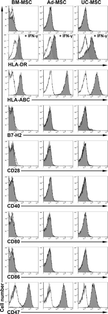 Phenotypic Profile Of Mscs Mesenchymal Stem Cells Mscs From Bone