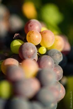 La Véraison au cœur du vignoble des Coteaux du Quercy Christian