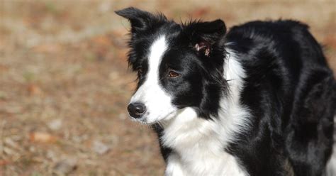 88 Border Collie Fun Facts L2sanpiero