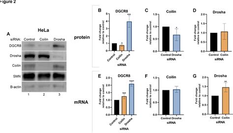 Coilin Knockdown In Hela Decreases Dgcr Protein Level A Dgcr