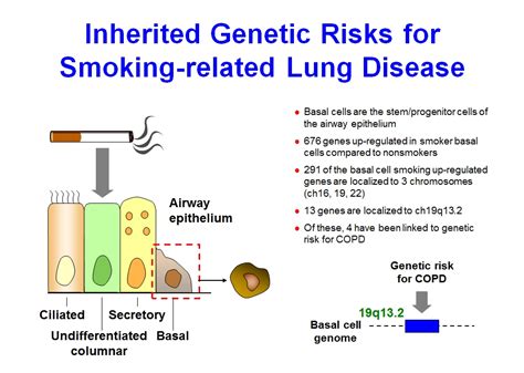 Researchers Reveal Link Between Copd Risk Genes And Lung Cells