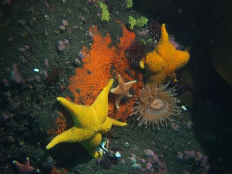 Marine Benthic Invertebrates F Image Eurekalert Science News Releases