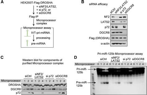 Hippo Pathway And P72 Regulate Pri MiRNA Processing Efficiency Of