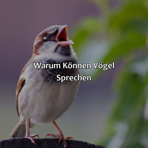 Warum K Nnen V Gel Sprechen Vogelwunderland