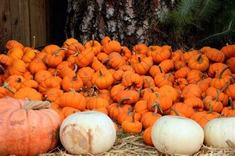 Pumpkin Patch Dallas