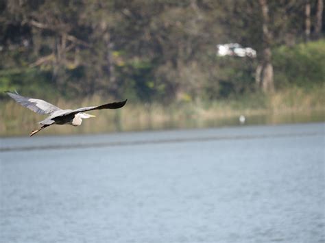 Great Blue Heron Lake Merced San Francisco Judy Reynolds Flickr