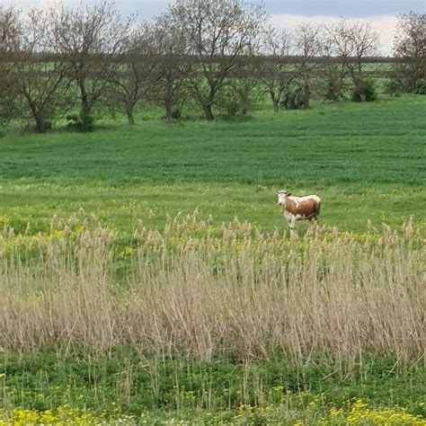 Uma vaca está parada em um campo de grama alta e há árvores ao fundo