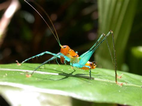 Rainforest Insects List Insects That Live In Rainforests