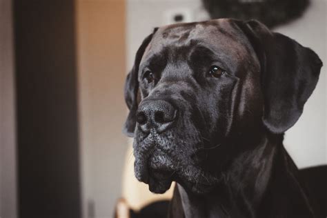 Mastiff Breeds – 16 Types of Mastiff Dogs - PetsTime