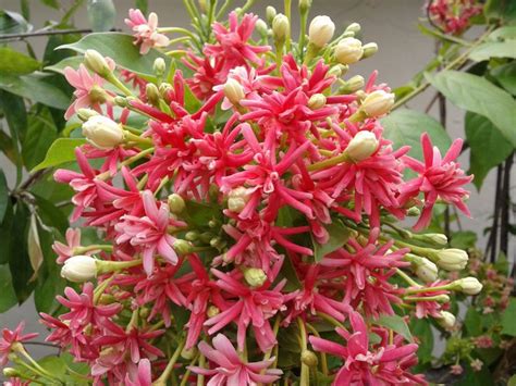 pink flowers are blooming in the middle of green leaves and buds on a tree