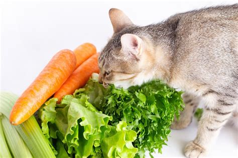 Can Cats Eat Lettuce Should You Let Her Feast On It