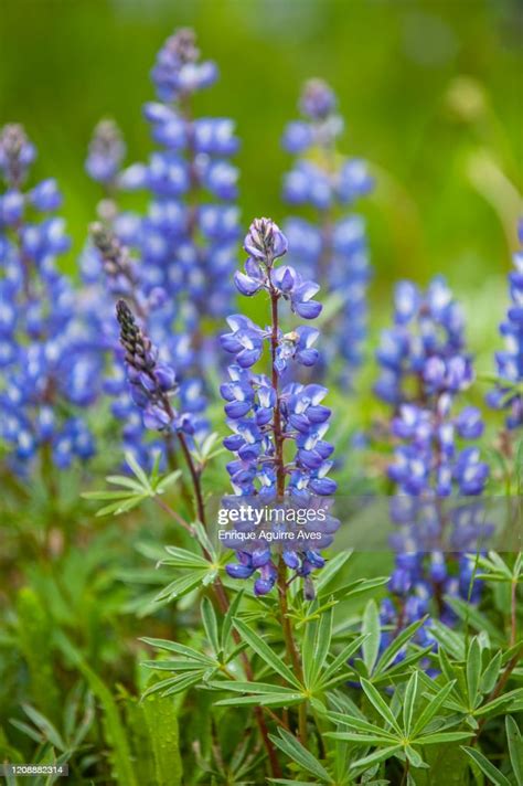 Silver Lupine High Res Stock Photo Getty Images