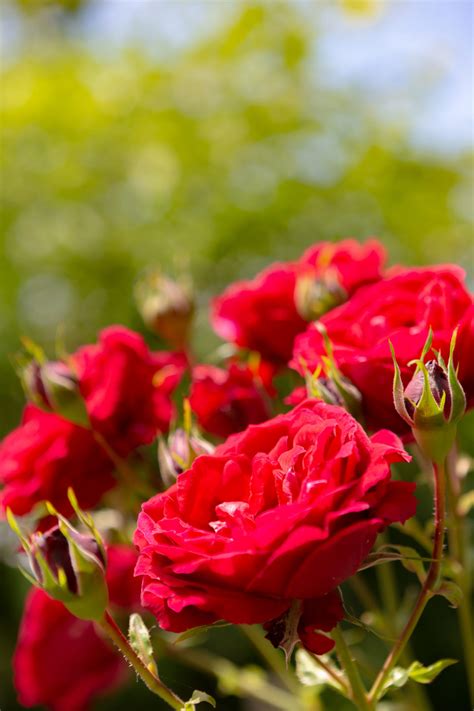 √100以上 薔薇 フリー写真