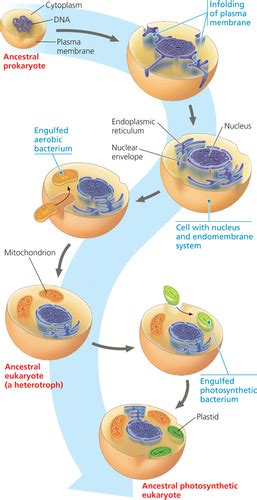 Biology Sections Flashcards Quizlet