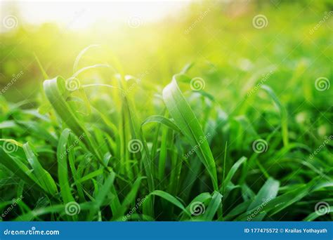 Close Up Grass Photos There Is A Beautiful Blur Background And Mild