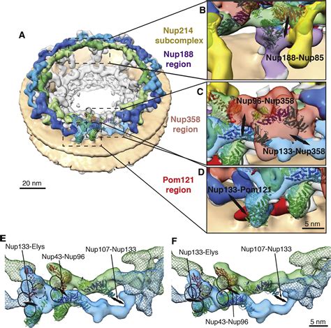 Integrated Structural Analysis Of The Human Nuclear Pore Complex