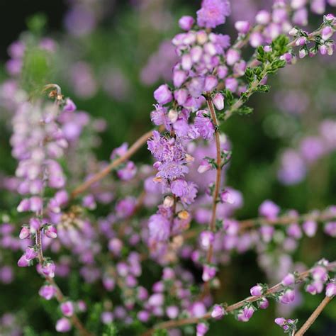 Calluna Vulgaris ‘annemarie Find Haveplanter