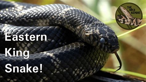 The Eastern King Snake Everything You Need To Know 4k Youtube