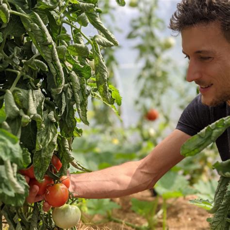 Cultiver La Courgette Au Potager Terra Potager