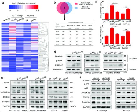 CCR2 stabilizes β catenin expression through the AKT GSK3β pathway a A