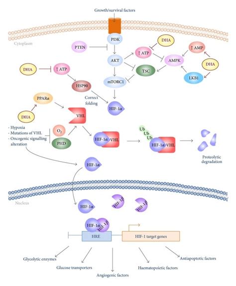 Schematic Illustration Of The Mechanism By Which DHA May Interfere With