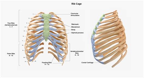 3D Human Rib Thoracic Cage Anatomy TurboSquid 1618089