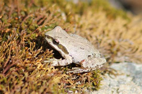 Pseudacris Sierra Sierran Treefrog Pseudacris Sierra Sierr Flickr