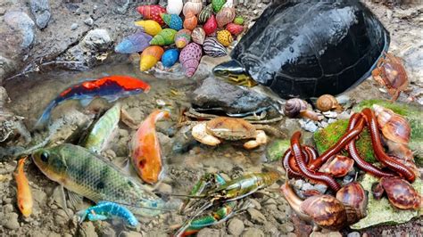 Wadidaw Ada Ikan Hias Lobster Kura Kura Kelomang Kepiting Luwing