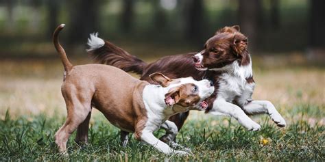 What Does It Mean When A Dogs Hackles Are Up