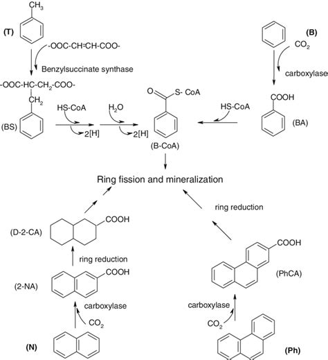 Schematic Presentation For The Anaerobic Degradation Of Toluene T