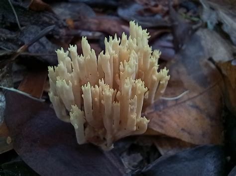 Upright Coral Fungus From Colares Sintra On December 11 2021 At 12 00