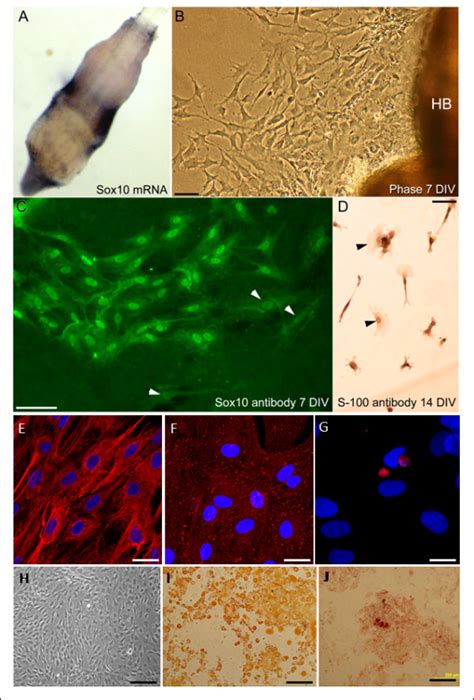 Phenotype Of Implanted Cells A D Neural Crest Stem Cells Ncscs