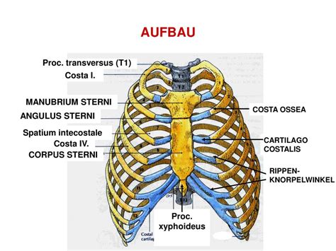 Klinische Anatomie Der Wirbels Ule Und Des Brustkorbes Ppt Herunterladen