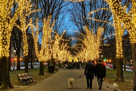 The Official Commonwealth Avenue Mall Tree Lighting In Boston