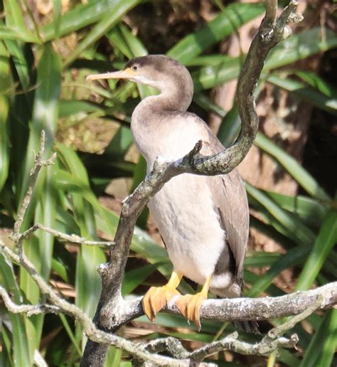 Spotted Shag From Arthurs Bay Marlborough 7282 New Zealand On