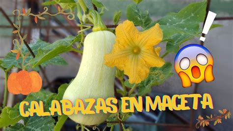 Cultivo De Calabazas En Macetas Huerta En Casa Youtube