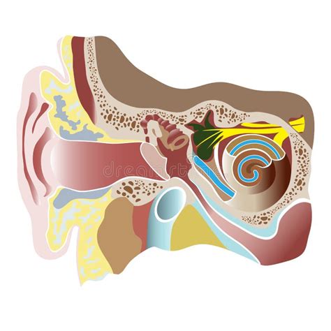 De Anatomie Van Het Oor Stock Illustratie Illustration Of Halfrond