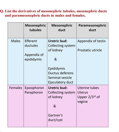 Development Of Gonads And Genital Ducts